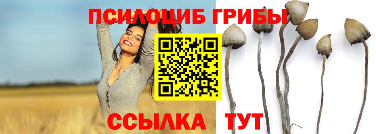 Псилоцибиновые грибы мицелий Кириши